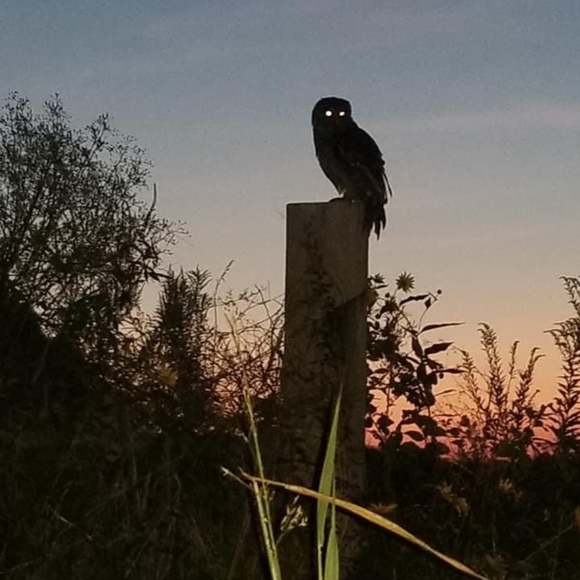 barredowl7
